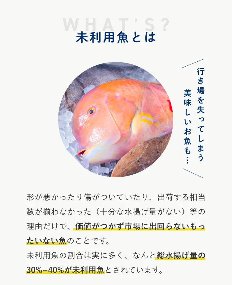 未利用魚とは　形が悪かったり傷がついていたり、出荷する相当数が揃わなかった(十分な水揚げ量がない)等の理由だけで、価値がつかず市場に出回らないもったいない魚のことです。未利用魚の割合は実に多く、なんと総水揚げ量の30~40%がミリ幼魚とされています。行き場を失ってしまうおいしいお魚も