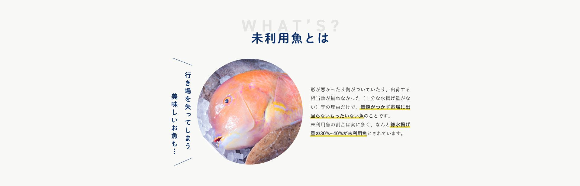 未利用魚とは　形が悪かったり傷がついていたり、出荷する相当数が揃わなかった(十分な水揚げ量がない)等の理由だけで、価値がつかず市場に出回らないもったいない魚のことです。未利用魚の割合は実に多く、なんと総水揚げ量の30~40%がミリ幼魚とされています。　行き場を失ってしまうおいしいお魚も