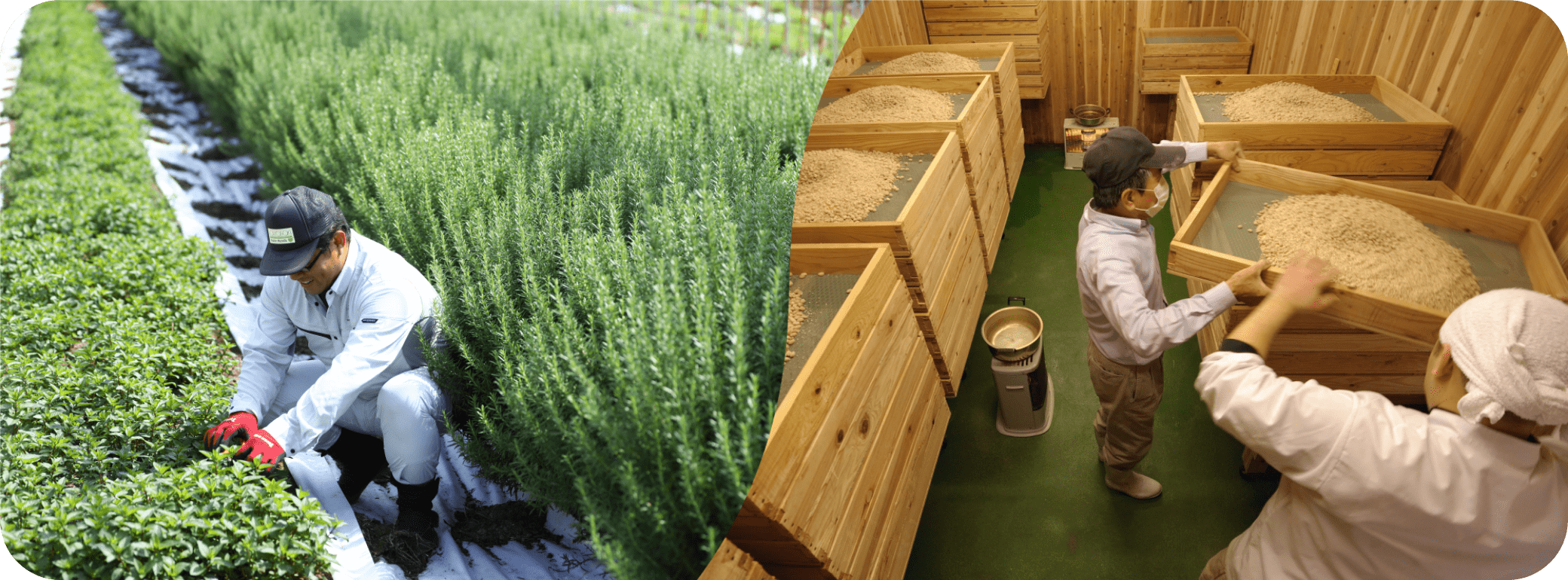 原材料・製造工程