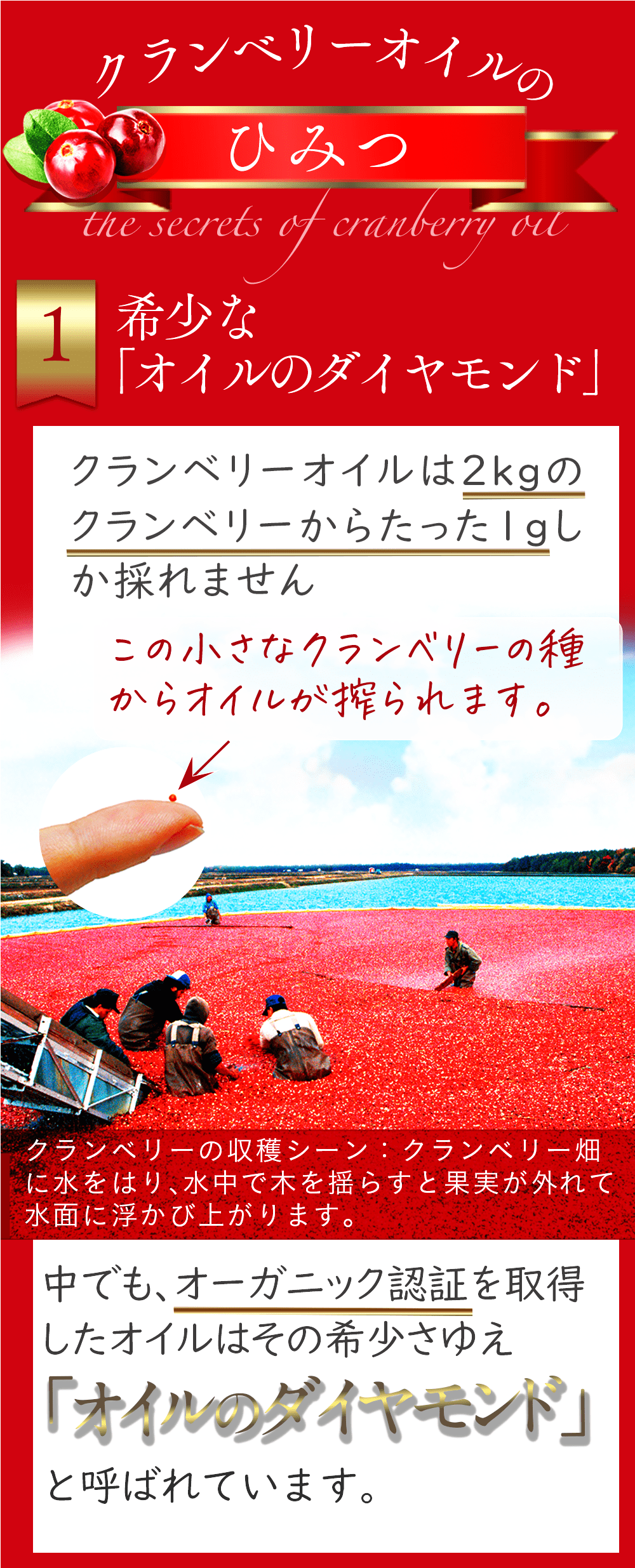 クランベリーの秘密