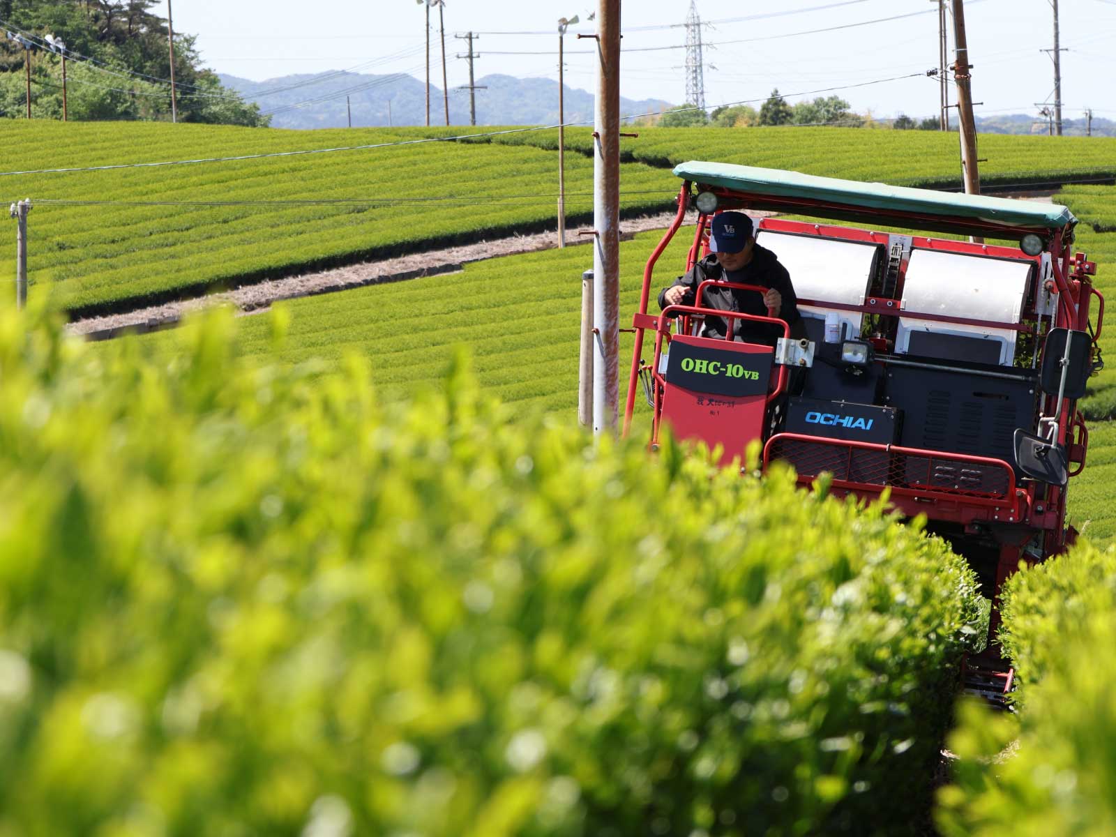 お茶刈りの風景