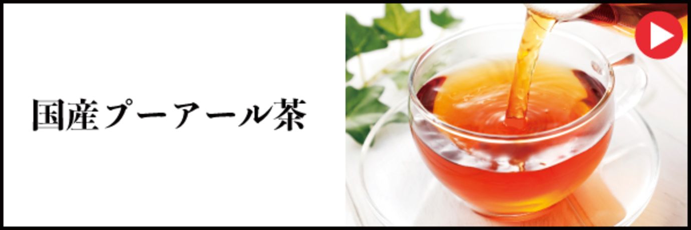 国産プーアール茶