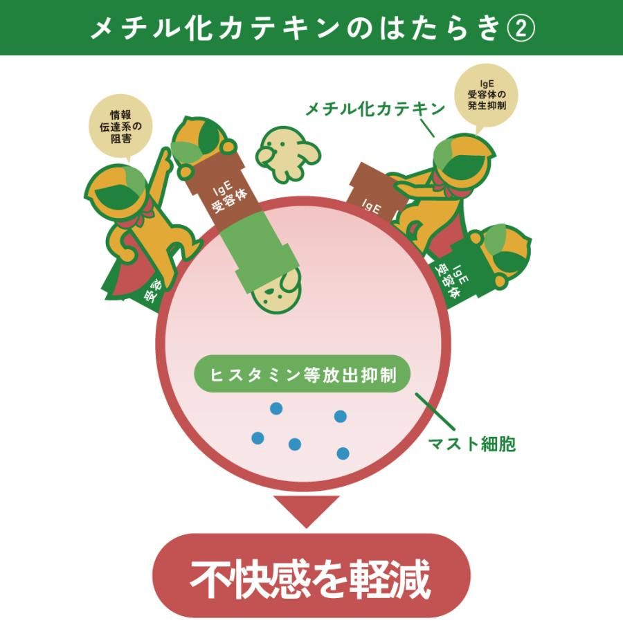 ■WEB べにふうきティーパックタイプ(3g×30ヶ入) 送料無料　