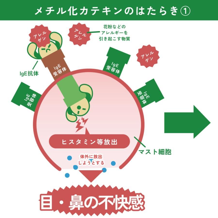 ■WEB べにふうきティーパックタイプ(3g×30ヶ入) 送料無料　