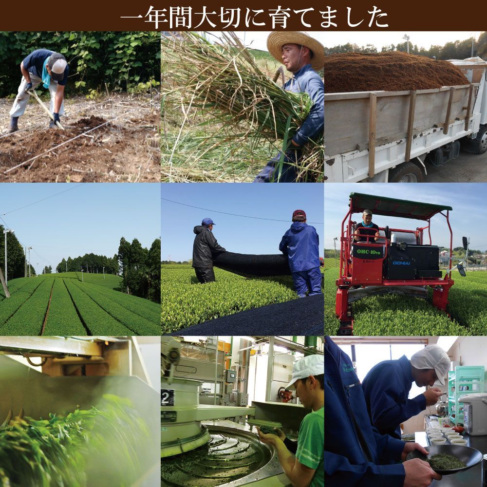 ■新茶 極上望1袋＋新茶 極上1袋 送料無料※出荷時期4/27頃〜　