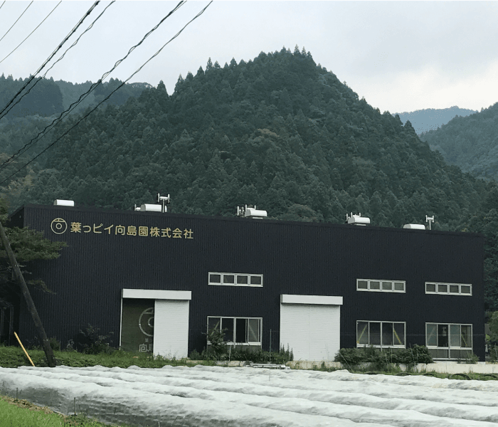 上煎茶