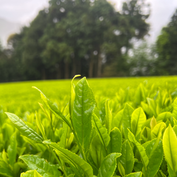 熟成三年番茶