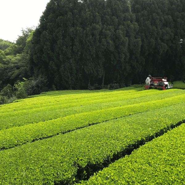 縄文のお茶