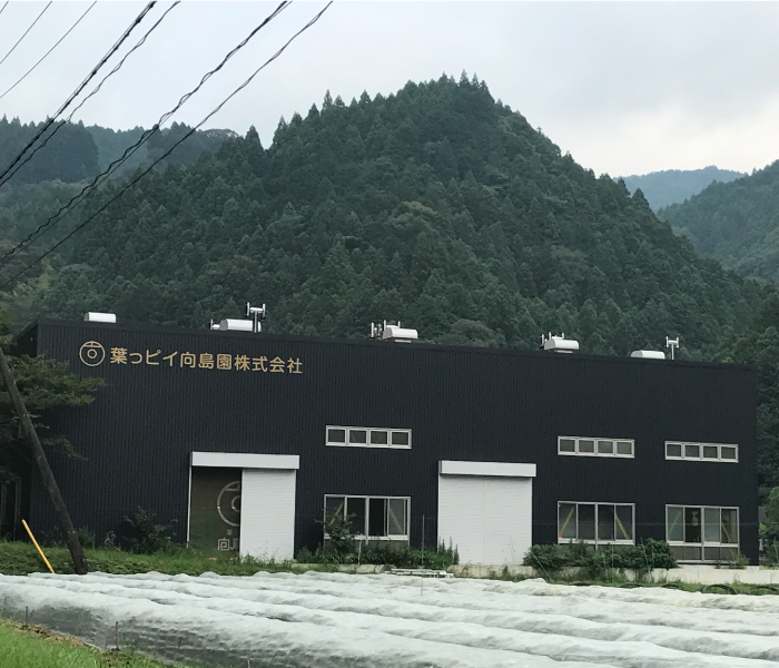 熟成三年番茶