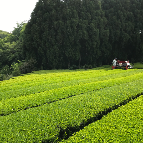 熟成三年番茶