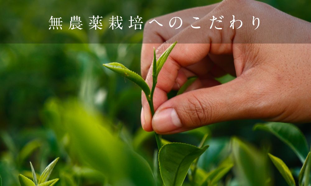 無農薬栽培へのこだわり