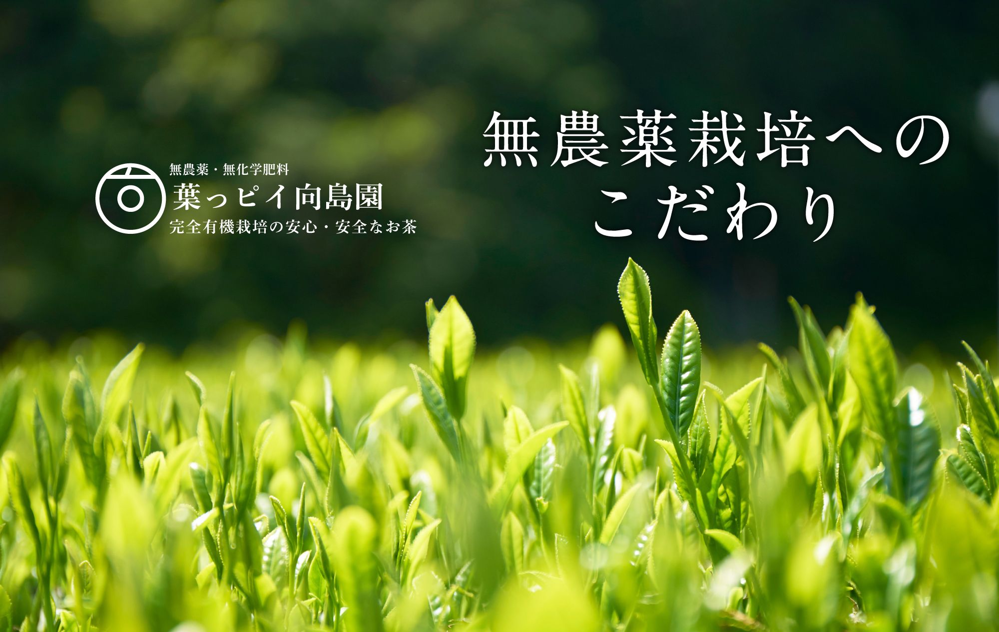 無農薬栽培へのこだわり