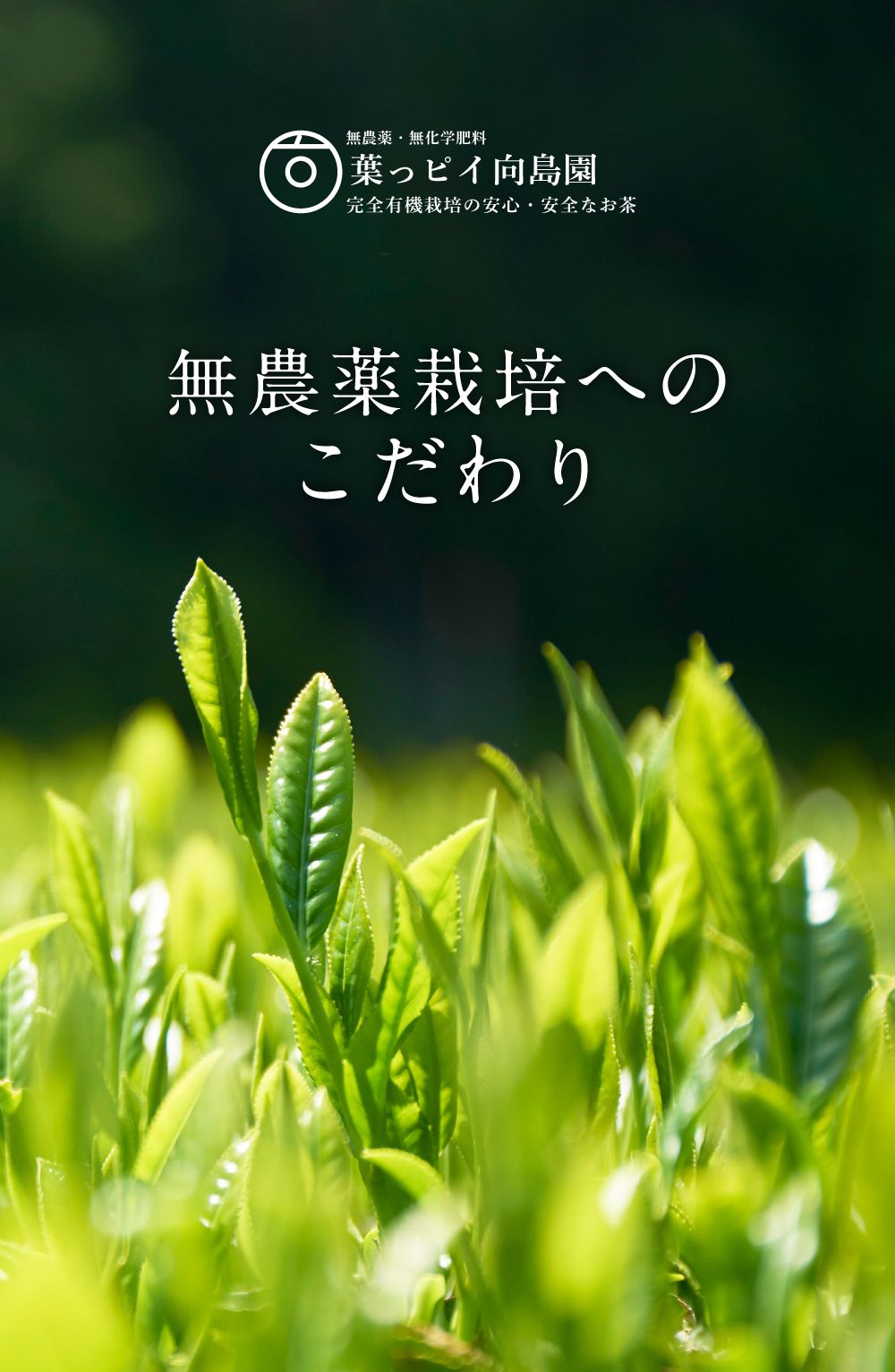 無農薬栽培へのこだわり